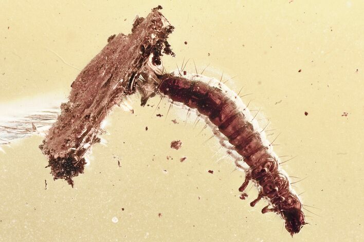 Fossil Beetle Larva (Tenebrionoidea) with Bark in Baltic Amber #346386